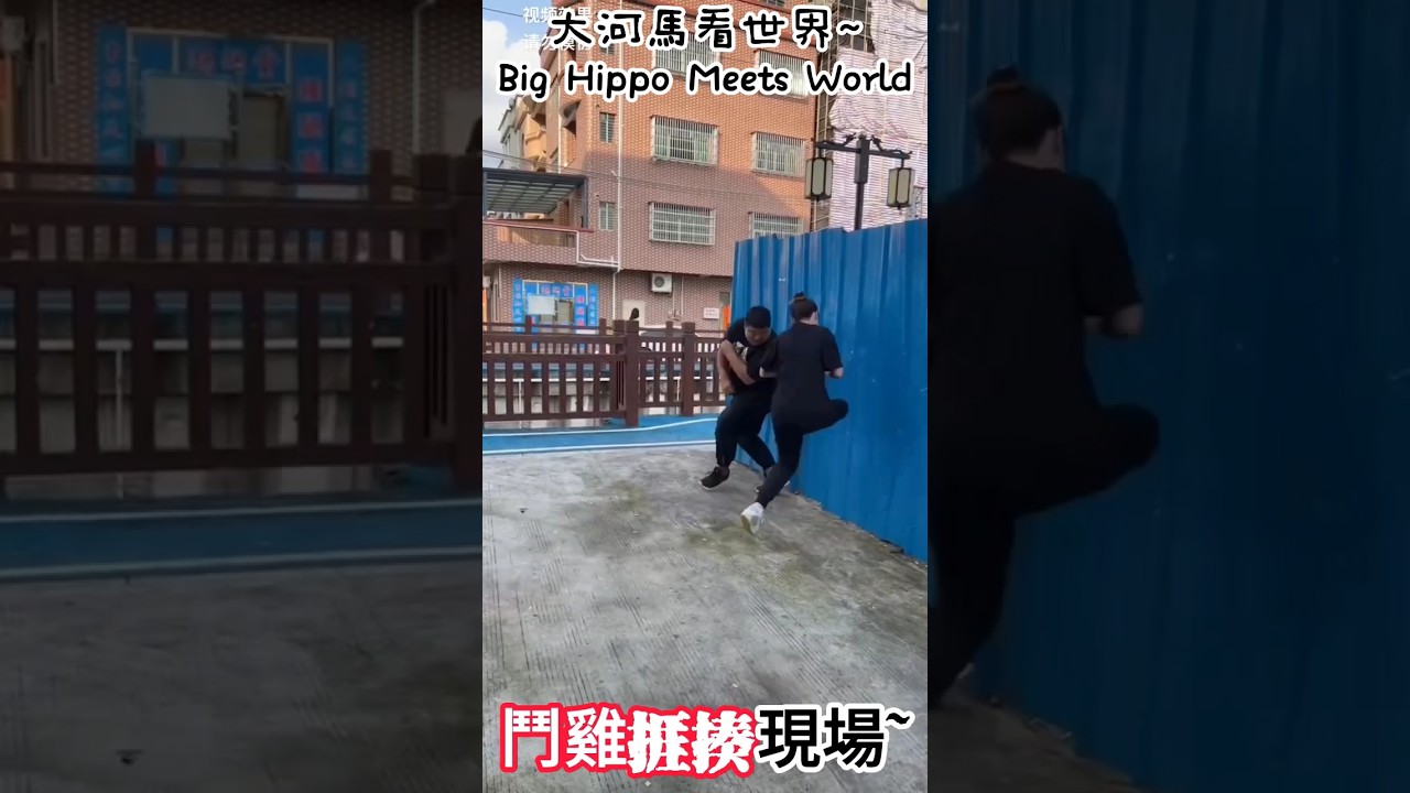 Chọi gà hài hước: Những pha “ăn đòn” cười ra nước mắt #Shorts