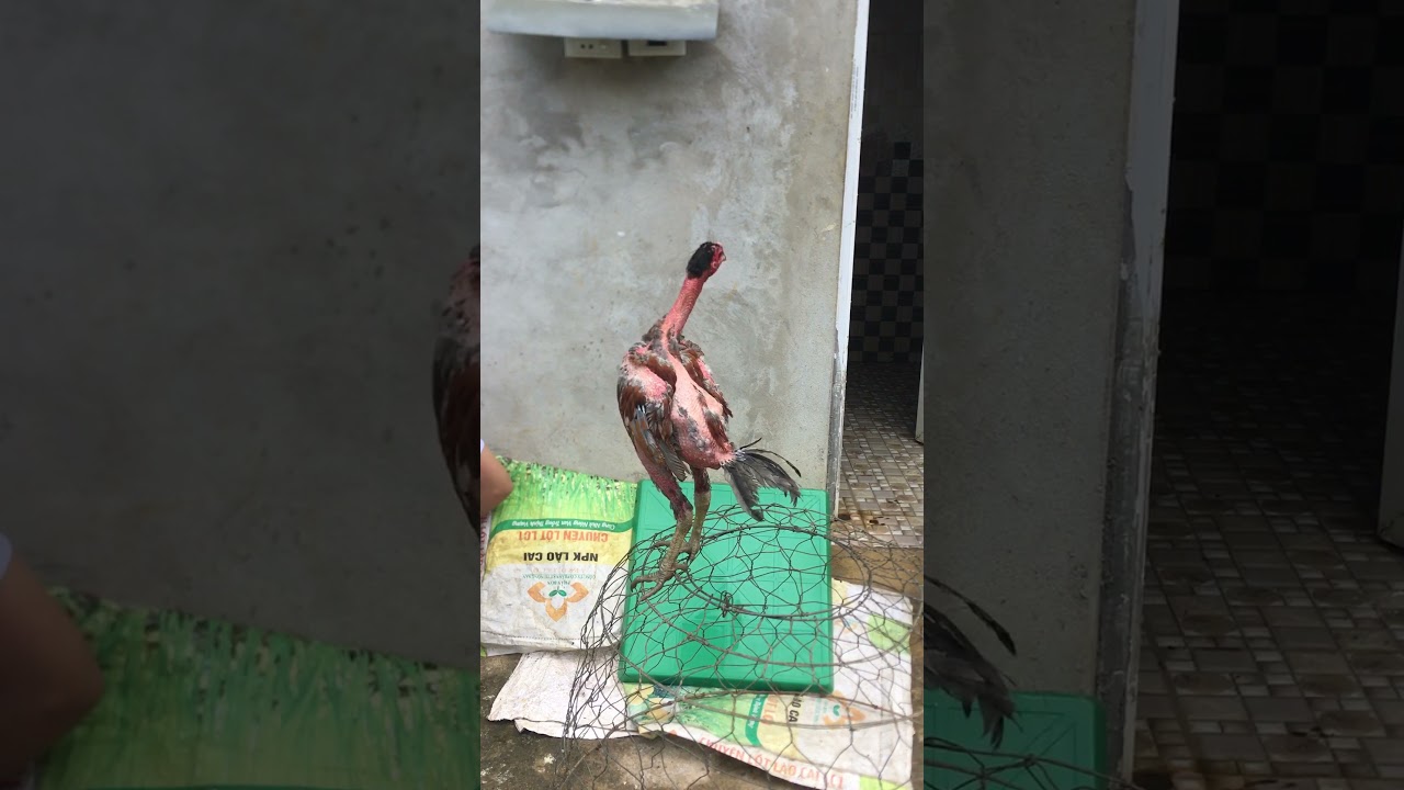 Gà Choai 4 tháng Tập Gáy-Gà Choai 4 Tháng Tập Gáy: Đặc Điểm Và Cách Chăm Sóc Chuẩn nhất