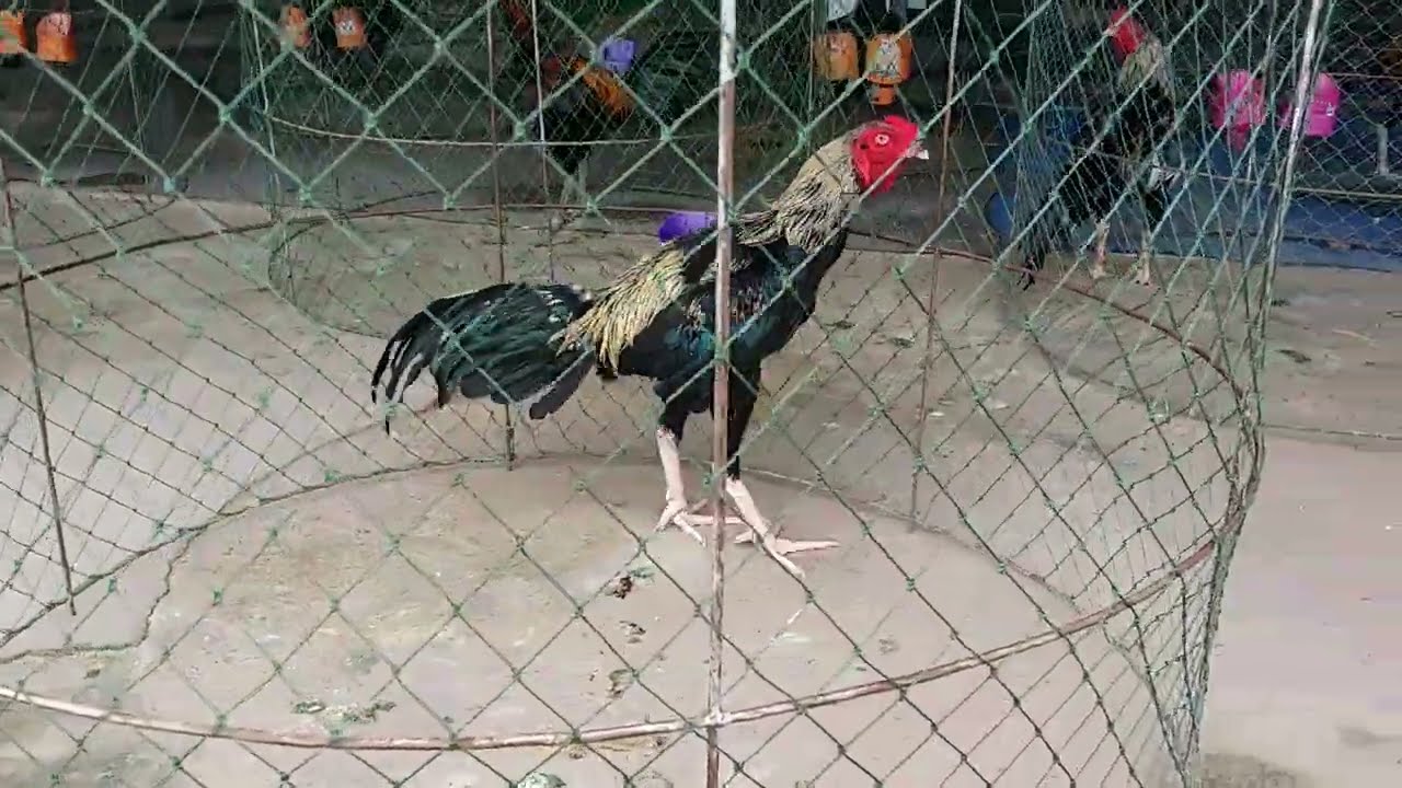 Đá Gà Chiang Rai Thái Lan 2019 – Trận Đấu Kịch Tính Tại Ổ Gà Thái