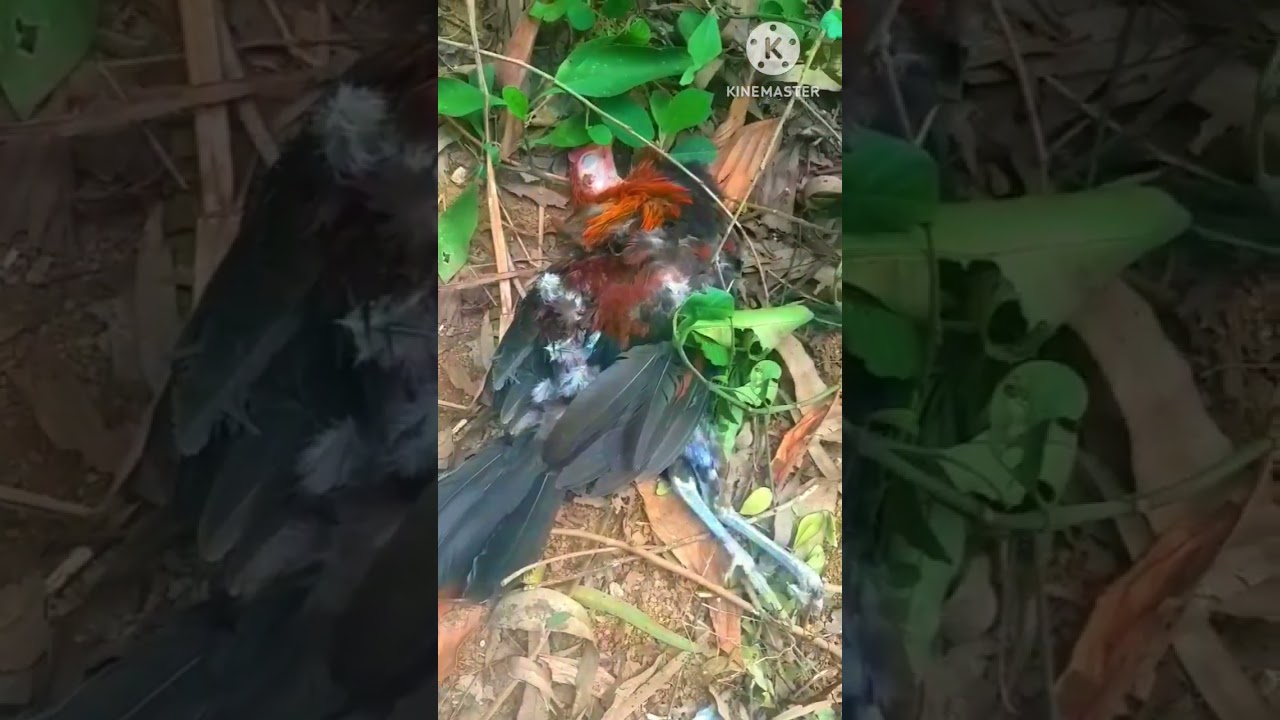 gà rừng mắc bẫy…wild chickens caught in a trap-Gà Rừng Mắc Bẫy: Kỹ Thuật Bẫy Gà Siêu Đỉnh Và Thực Tế