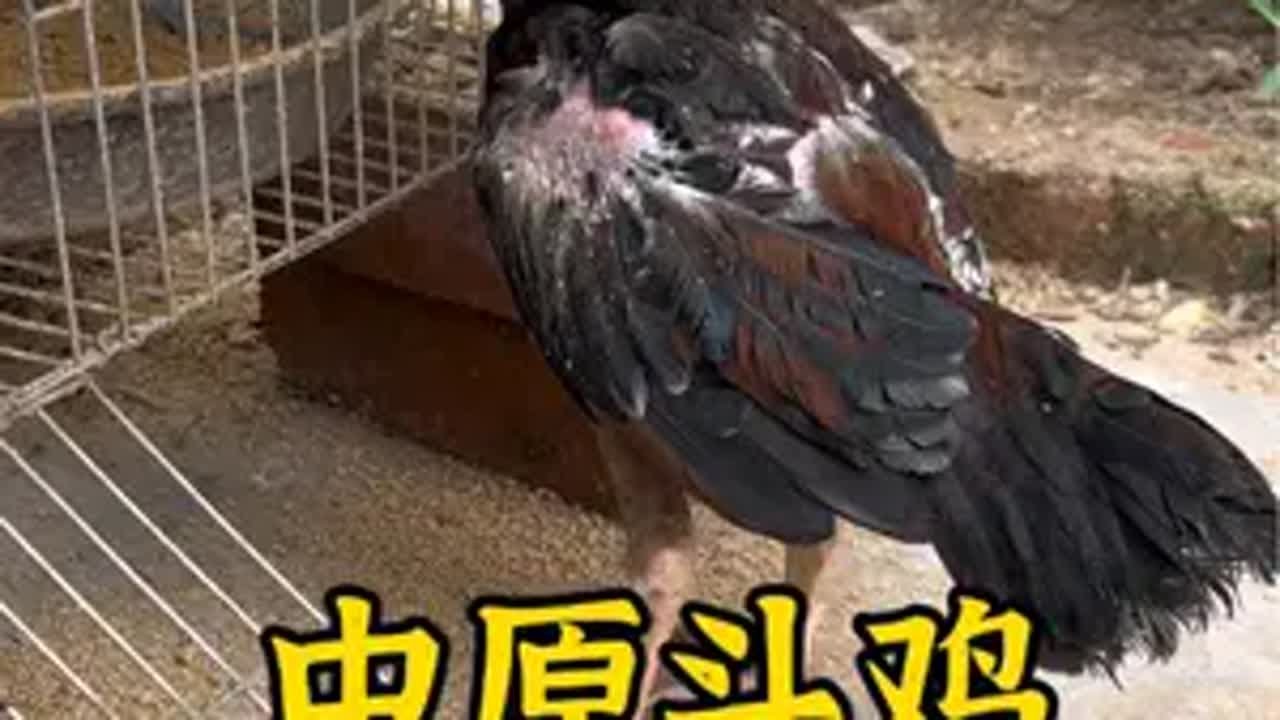 Gà Chọi Trung Nguyên 4 Tháng Tuổi: Vẻ Đẹp Giống Gà Chọi Cổ Nhất Trung Quốc