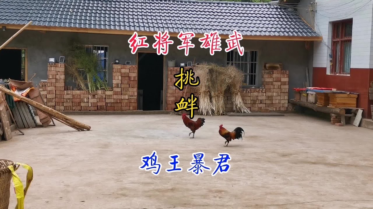 Gà chọi: Red General khiêu khích bạo chúa ngay trước mặt gà mái và cái kết kiến gà vương nổi giận phản công cực gắt.