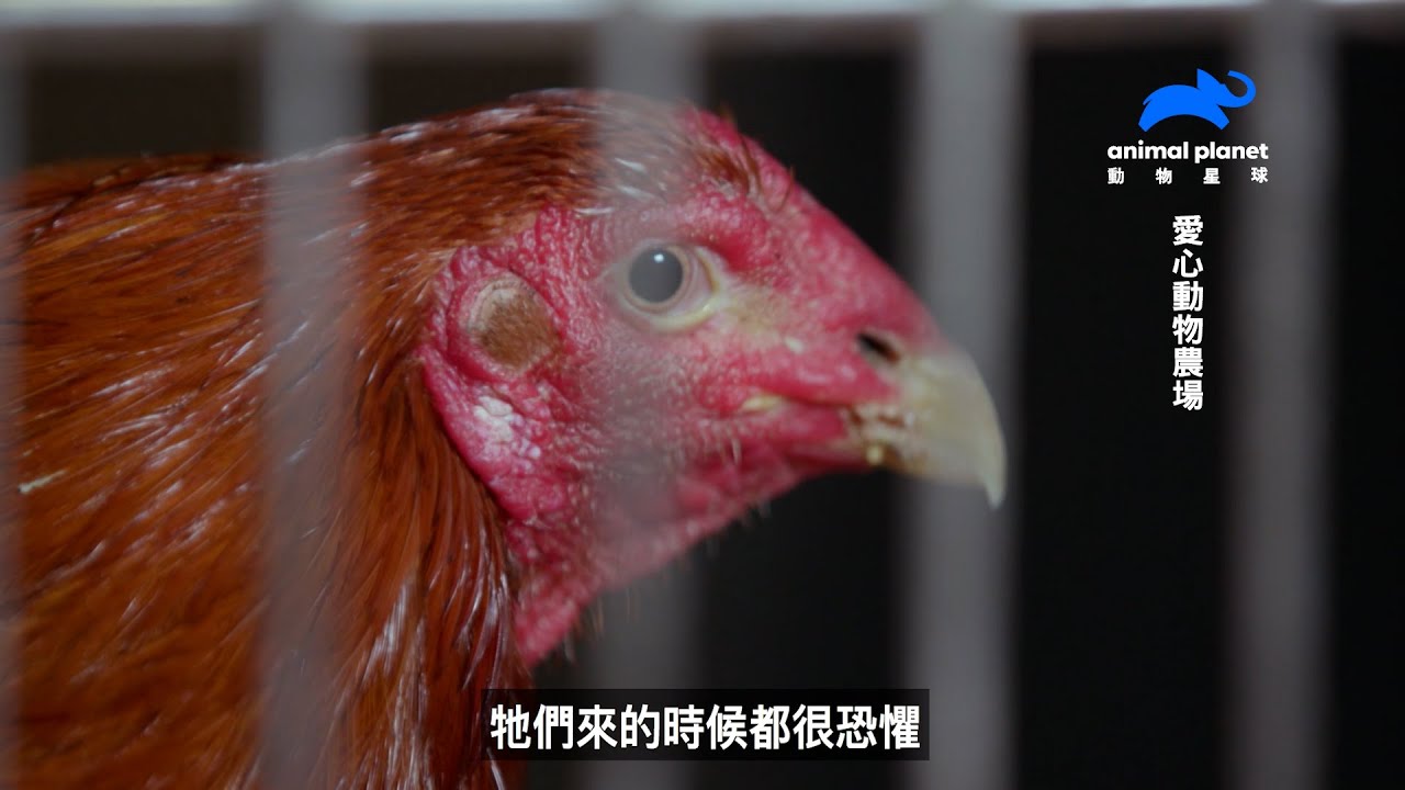 Giải cứu chiến kê: Hành trình đến trại cứu hộ động vật Mỹ | Animal Planet