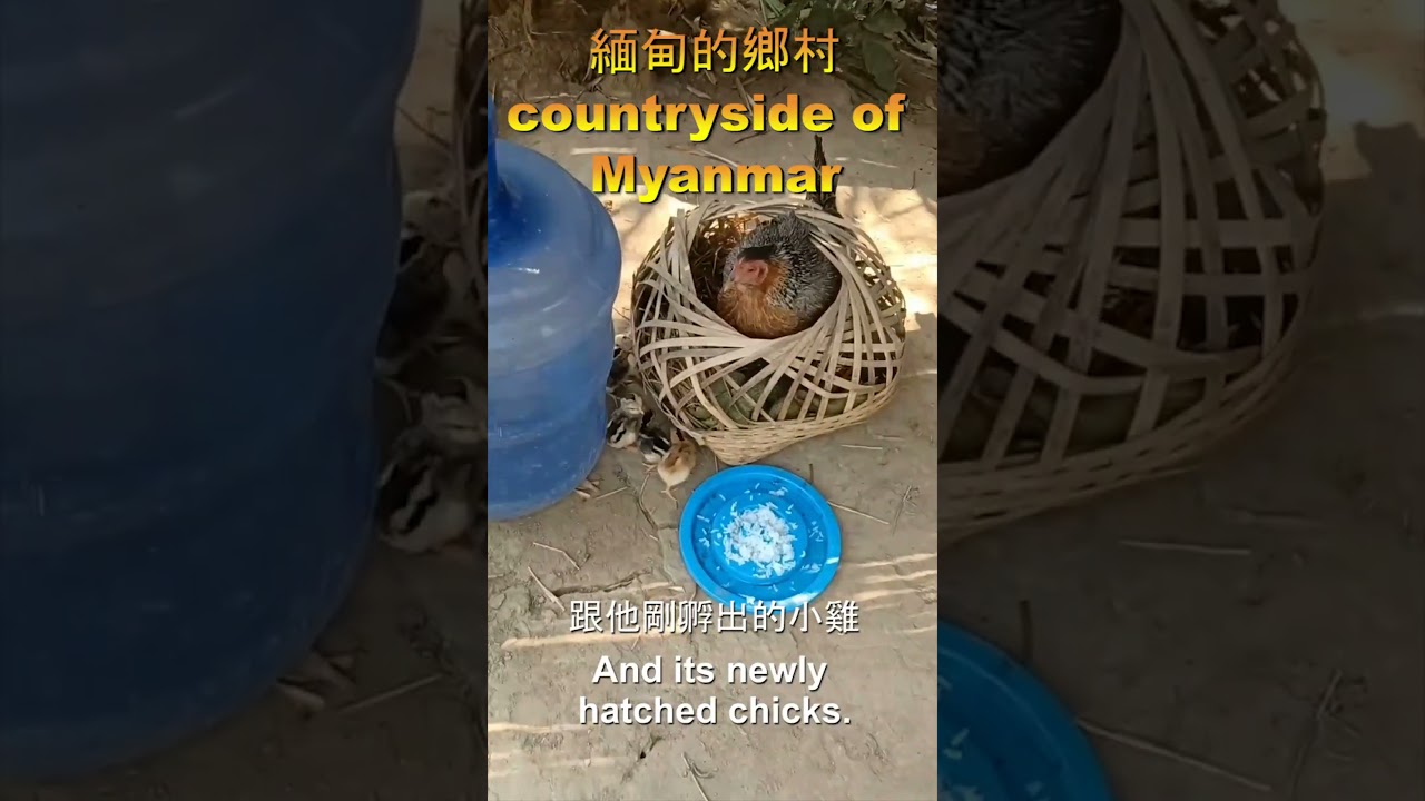 Mọi thứ về nông thôn Miến Điện: Gà chọi và đàn con! 🐔🇲🇲