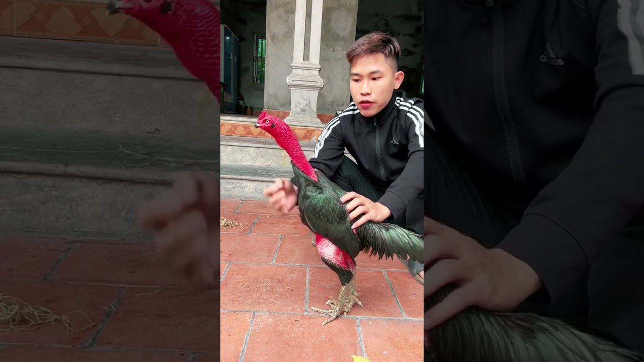 Ae có trạng giao lưu-Ae có trạng giao lưu: Kinh nghiệm chọn gà & Kết nối đam mê bộ môn nghệ thuật gà chọi.