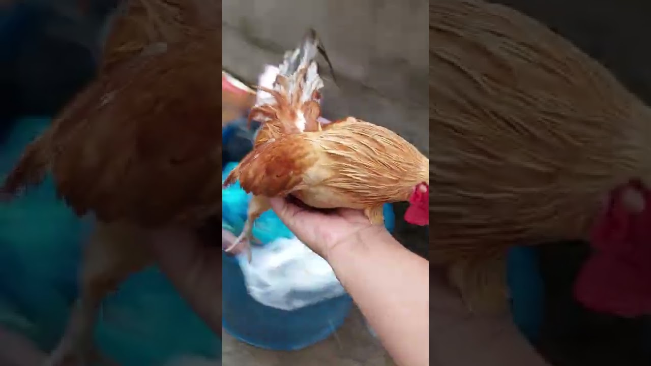 Chú Gà Trống Thông Minh Đi Tìm Vợ Con Giữa Trời Mưa Bão-Chú Gà Trống Thông Minh Tìm Vợ Con Trong Mưa Bão: Chuyện Kể Hay Nhất