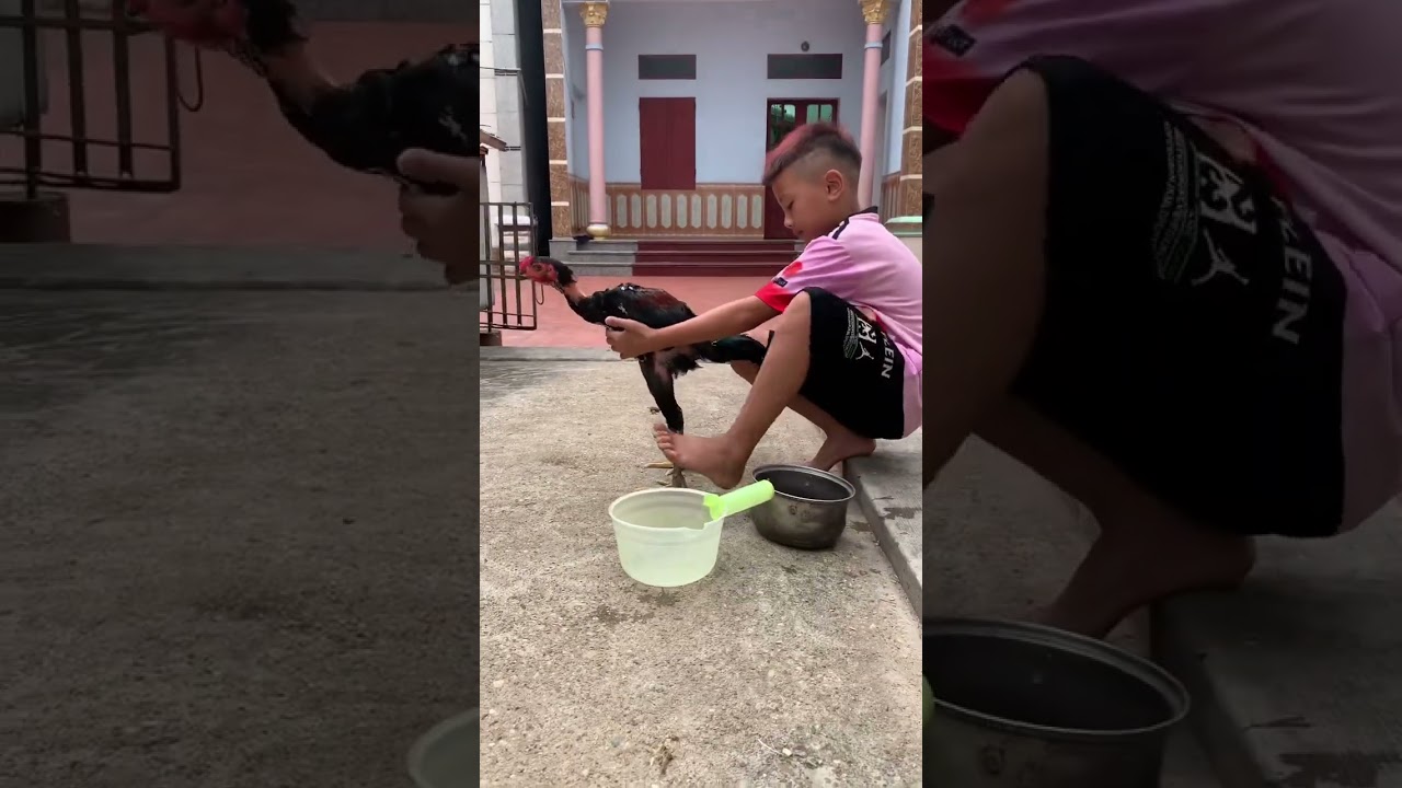 Tắm cho gà và cái kết-Tắm Cho Gà Và Cái Kết Bất Ngờ: Cách Tắm Gà Chọi Đúng Kỹ Thuật
