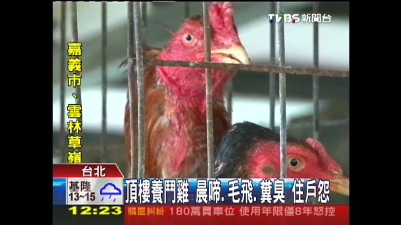 Nuôi gà chọi trên sân thượng gây ồn và ô nhiễm: Cư dân bức xúc vì mùi hôi và lông bay.