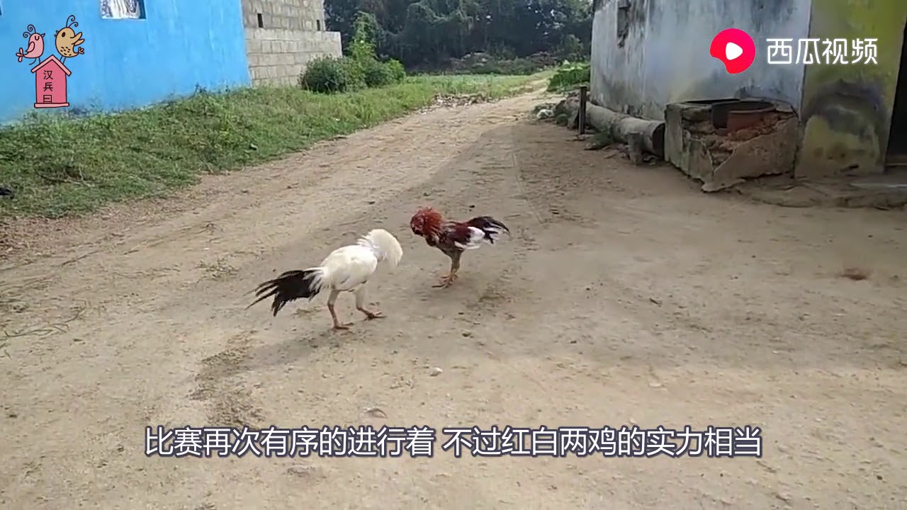 Trọng tài gây sốc tại giải chọi gà nước ngoài kịch tính