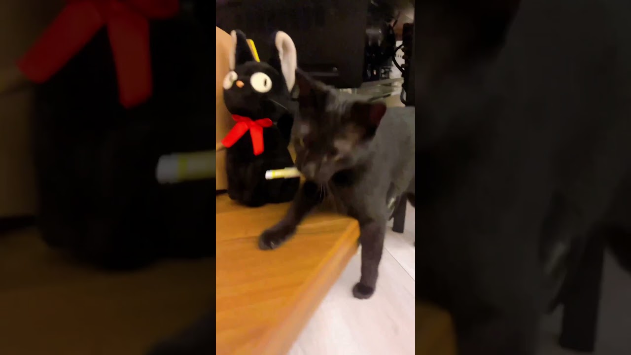 Mèo mắt lác nhặt được điếu thuốc cực hài hước #cat #cute #shorts