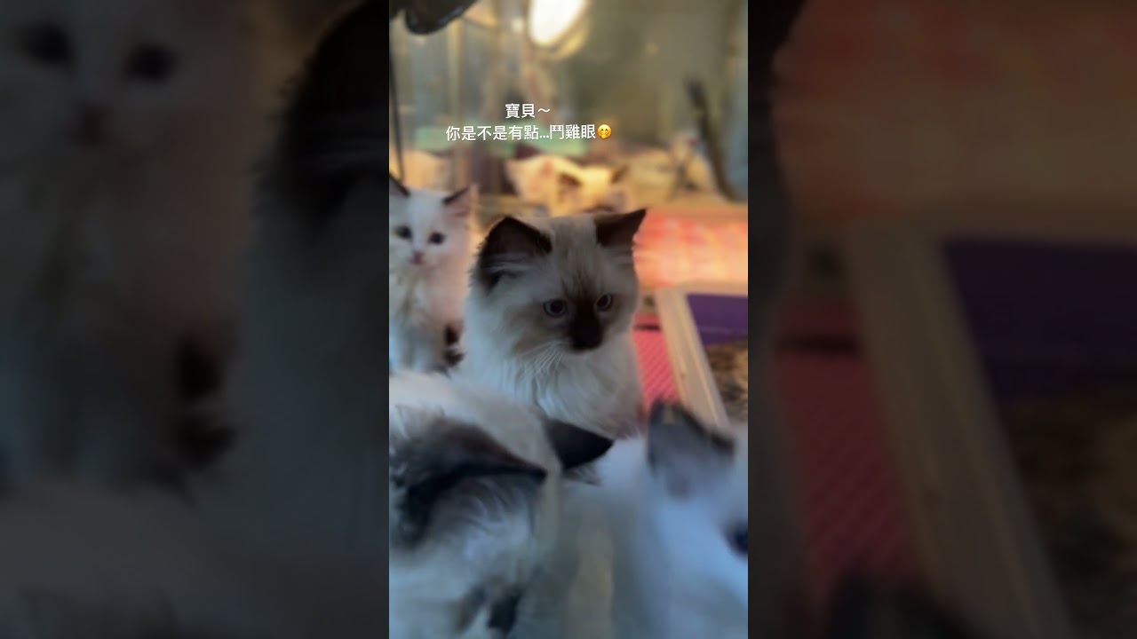 Mèo Anh Lông Ngắn Mắt Lé Siêu Cưng Tại Ma Cát Miêu Ốc (Maji Cat House)