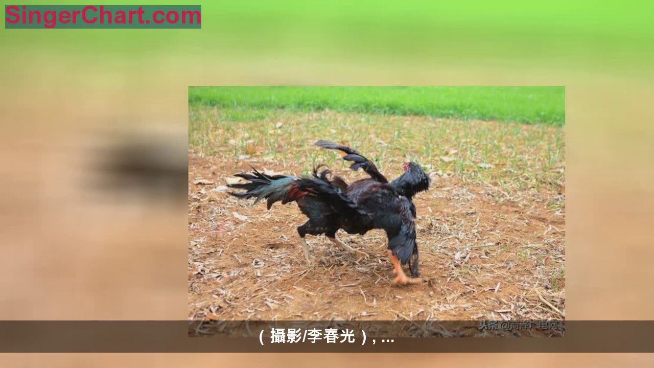 Chọi gà Lỗ Tây Nam: Nét đẹp văn hóa dân gian vùng Sơn Đông.