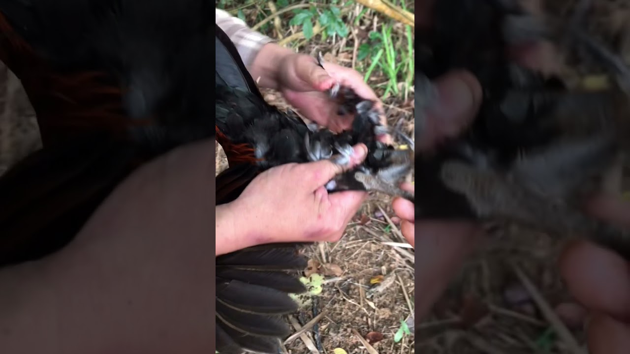 Một ngày bẫy gà rừng trên sông-Một Ngày Bẫy Gà Rừng Ven Sông: Trải Nghiệm Thú Vị Và Kịch Tính
