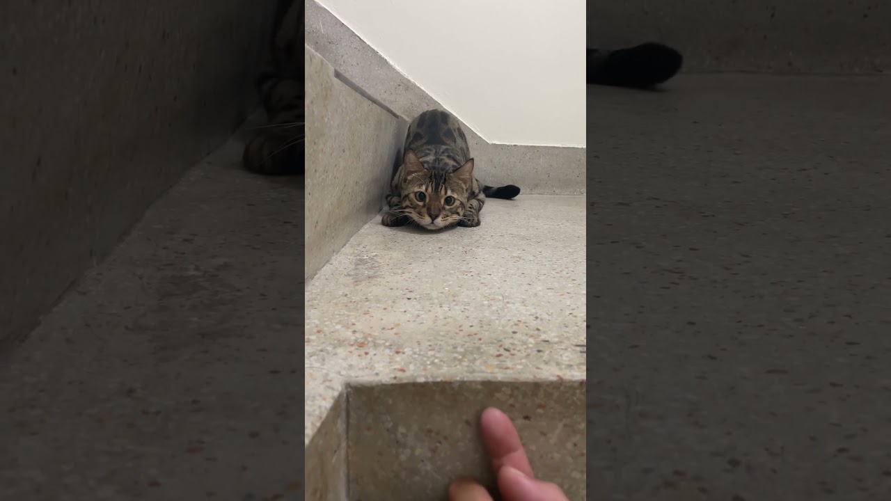 Mèo mắt lé siêu đáng yêu | 可愛鬥雞眼 #cat #cats #貓 #shorts