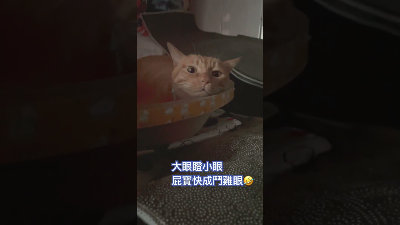 Mèo Pibao sắp thành mắt lác rồi! #cat