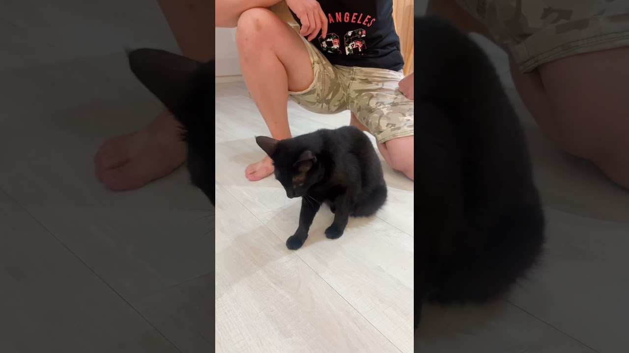 Mèo Truffle Mắt Lé Cực Đáng Yêu | Tăng Động “ㄅㄧㄤˋ” #cat