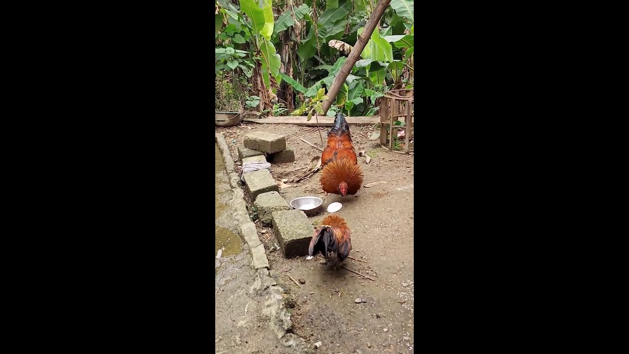 gà rừng mồi sổng đá nhau với gà trống nhà.-Gà Rừng Mồi Sổng Đá Nhau Với Gà Trống Nhà Tuyệt Hay