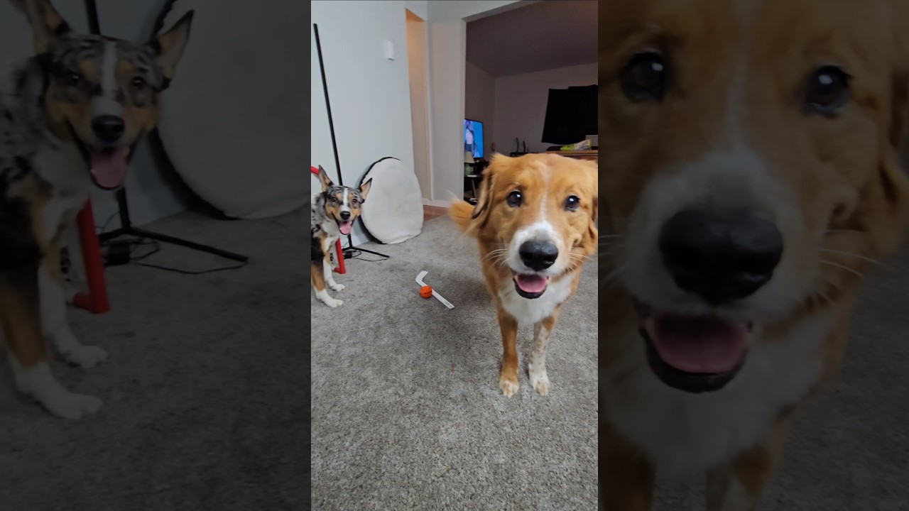 Incredible Dog Scores a Goal: Viral Hockey Playing Dog in India 🏒🐕 #SmartDog