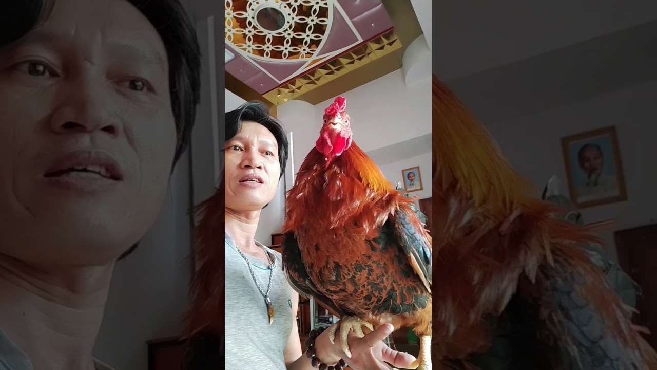 Gà Trống gáy-Tiếng Gà Trống Gáy: Ý Nghĩa, Tuyệt Chiêu Gọi Đàn & File MP3 Chuẩn