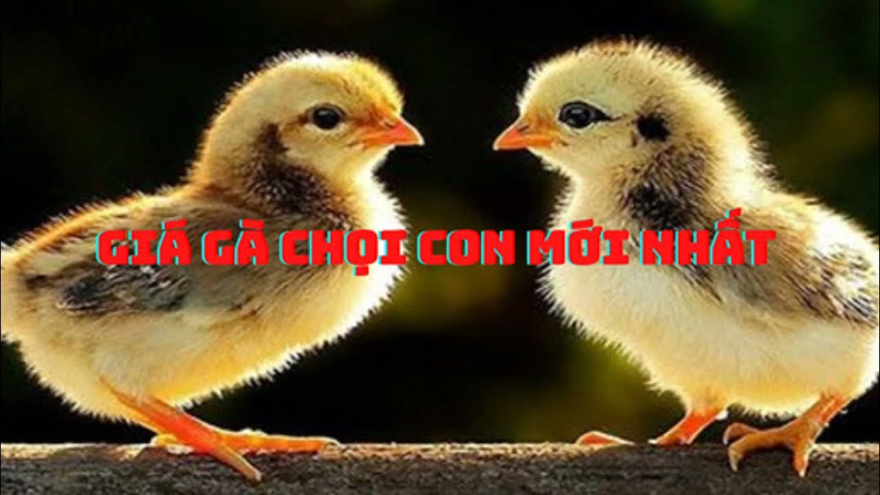 XEM NGAY GIÁ GÀ CHỌI CON ĐỂ KHÔNG BỊ “MUA HỚ”-Giá Gà Chọi Con Mới Nhất: Kinh Nghiệm Mua Chuẩn, Không Bị Hớ
