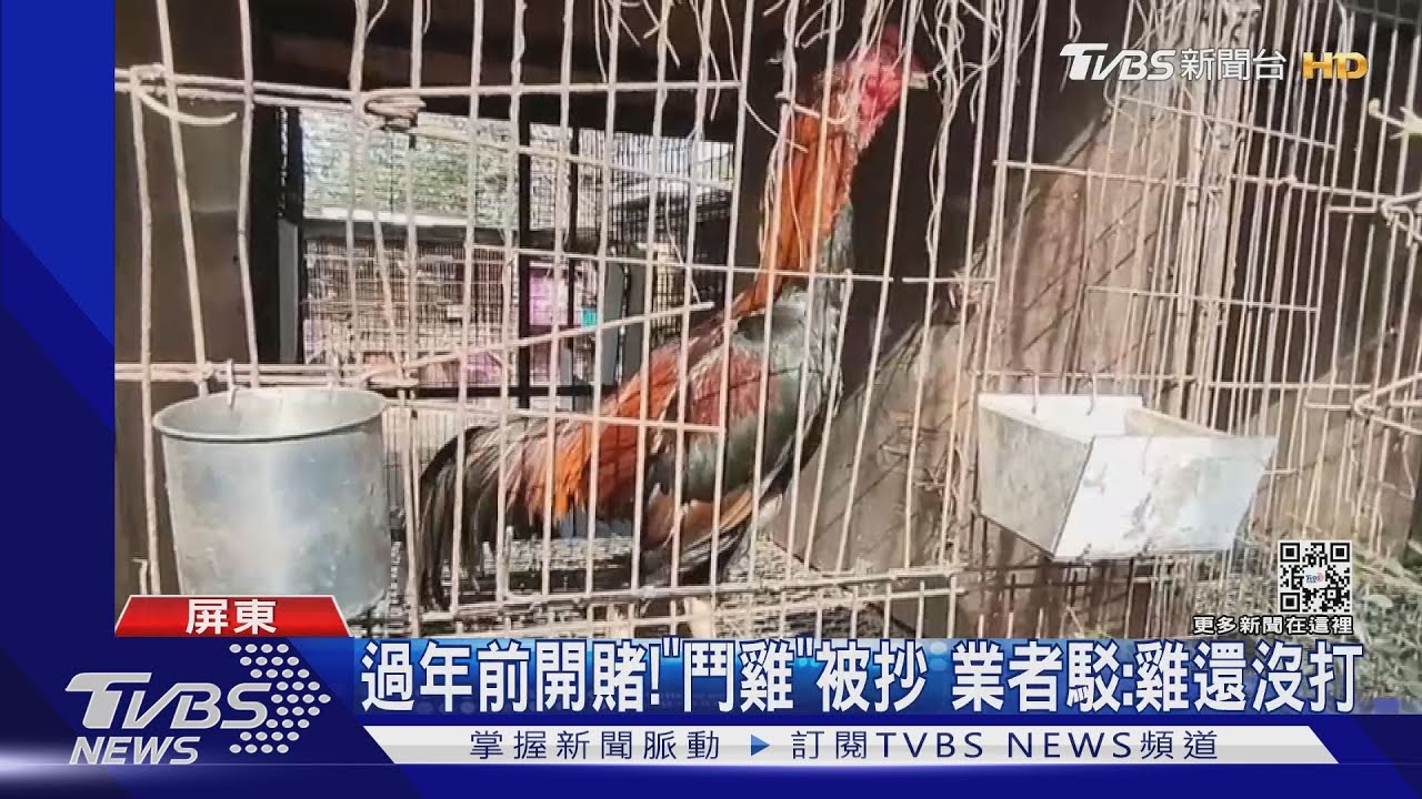 Bắt gà chọi trước Tết: Chủ bãi chối cãi “gà chưa kịp đá” | TVBS News