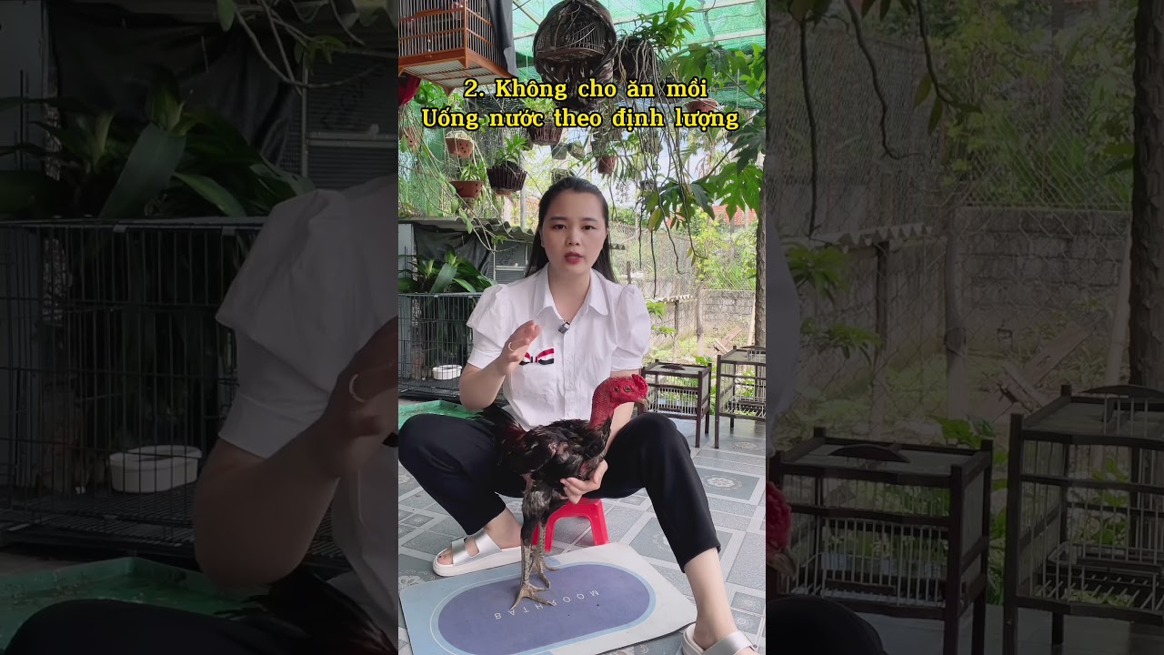 3 điều cần lưu ý khi nuôi gà trước đá nhé ae-3 lưu ý quan trọng khi biệt dưỡng gà đá trước khi ra trận