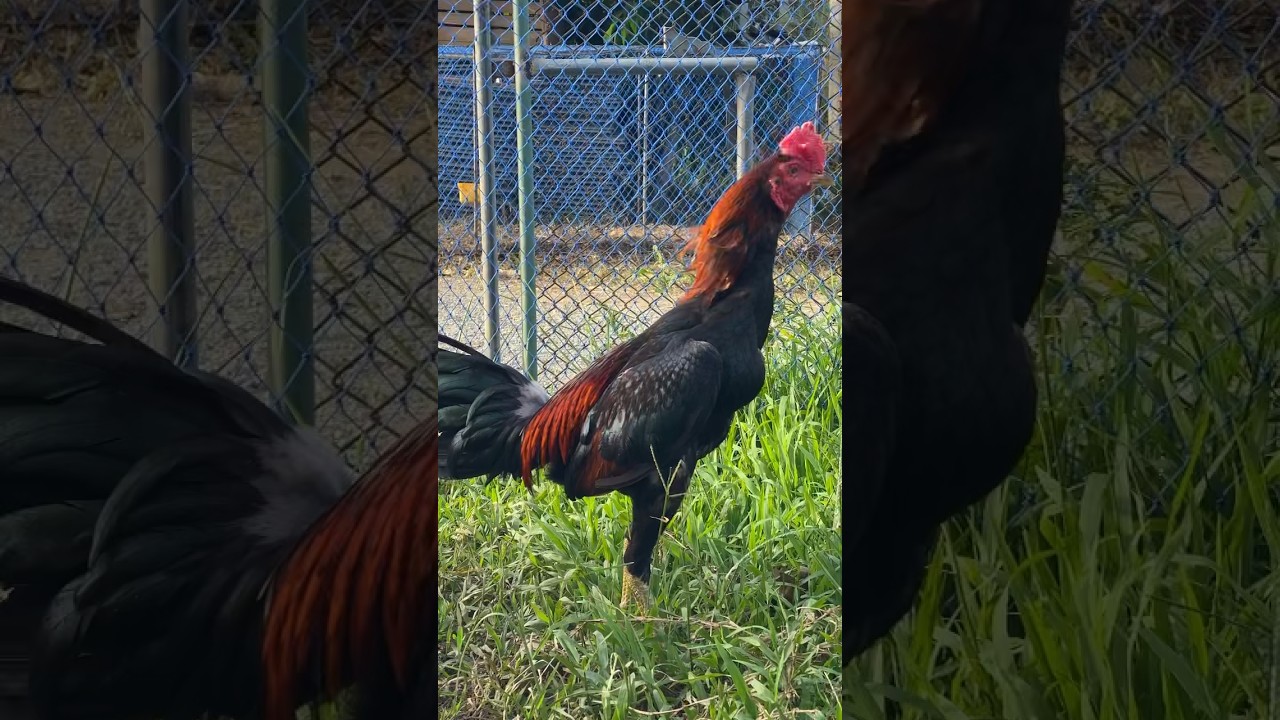 Gà Chọi Thái Lan: Kỹ thuật & Video Đá Gà Đỉnh Cao (#ไก่ชน #斗鸡)