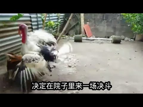 Gà lôi Mỹ và gà chọi Việt Nam quyết đấu vì tình yêu: Ai thắng?