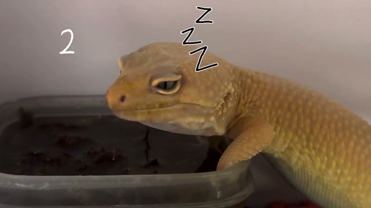 Buồn ngủ đến mức mắt lác luôn rồi! 🤣 Mắt mở không lên nữa kìa!🤣