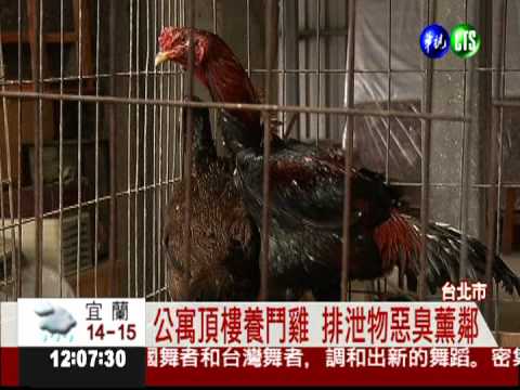 Nuôi gà chọi ở chung cư gây ồn ào khiến hàng xóm bức xúc