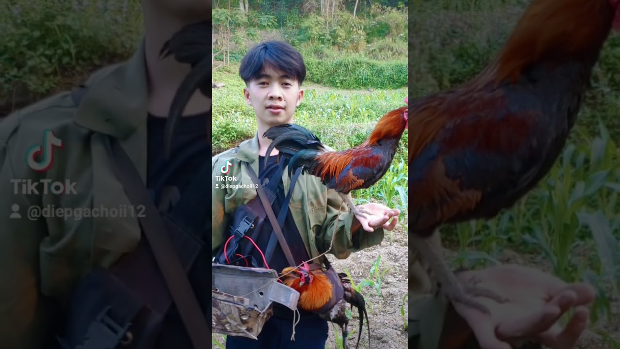 Bấy gà rừng là nghề của ah-Bẫy Gà Rừng: Kinh Nghiệm và Nghệ Thuật Săn Bắt Từ Chuyên Gia