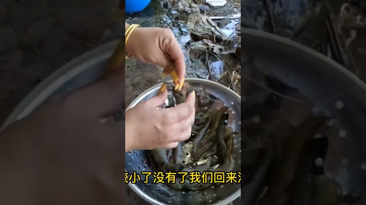 Đấu Kê và Tôm Càng Xanh Hấp Dừa: Trận Chiến Ẩm Thực Cực Đỉnh