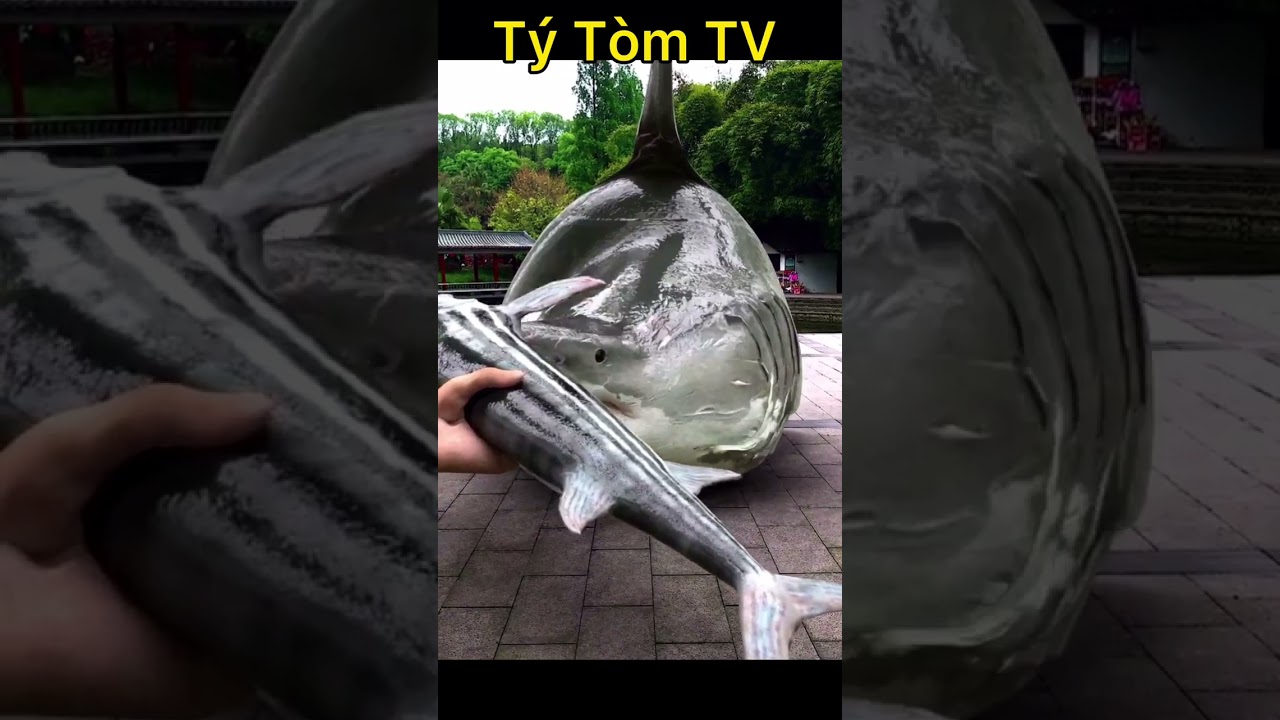 Siêu thú cưng phiên bản Cá Mập lên bờ 😬😬 | Super Pet – Baby Shark-Siêu Thú Cưng: Shark On Land | Super Pet Baby Shark Adventure