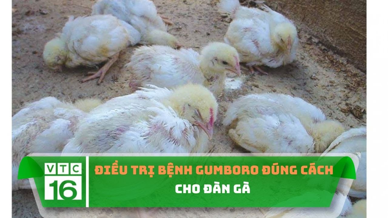 Điều trị bệnh Gumboro đúng cách cho đàn gà | VTC16-Cách Điều Trị Bệnh Gumboro Ở Gà Hiệu Quả, Dứt Điểm | VTC16