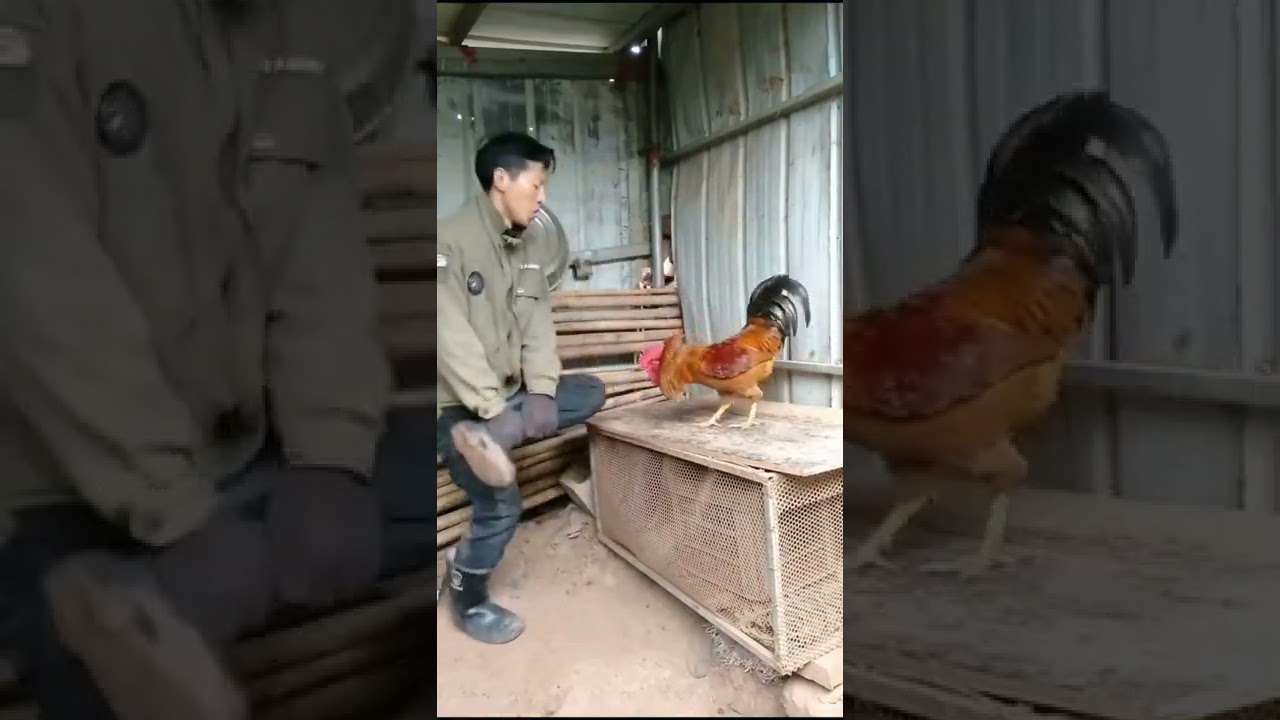 Người Đá với gà  clip hài hước tiktok Trung Hoa (p140) smile channel #shorts-Người Đá Gà Hài Hước Tiktok Trung Quốc (P140) | Smile Channel #shorts