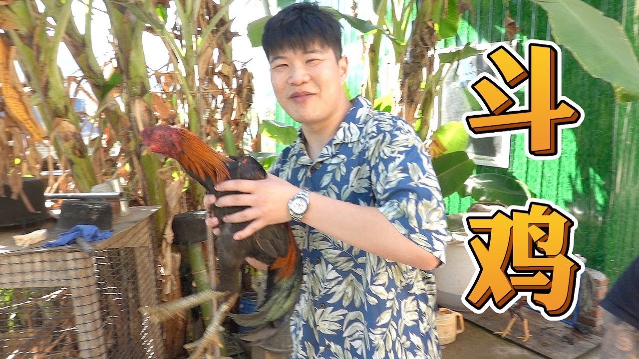 Xem đá gà bản làng và thưởng thức gà chọi cực phẩm | Thiên Bồng Đại Nguyên Soái