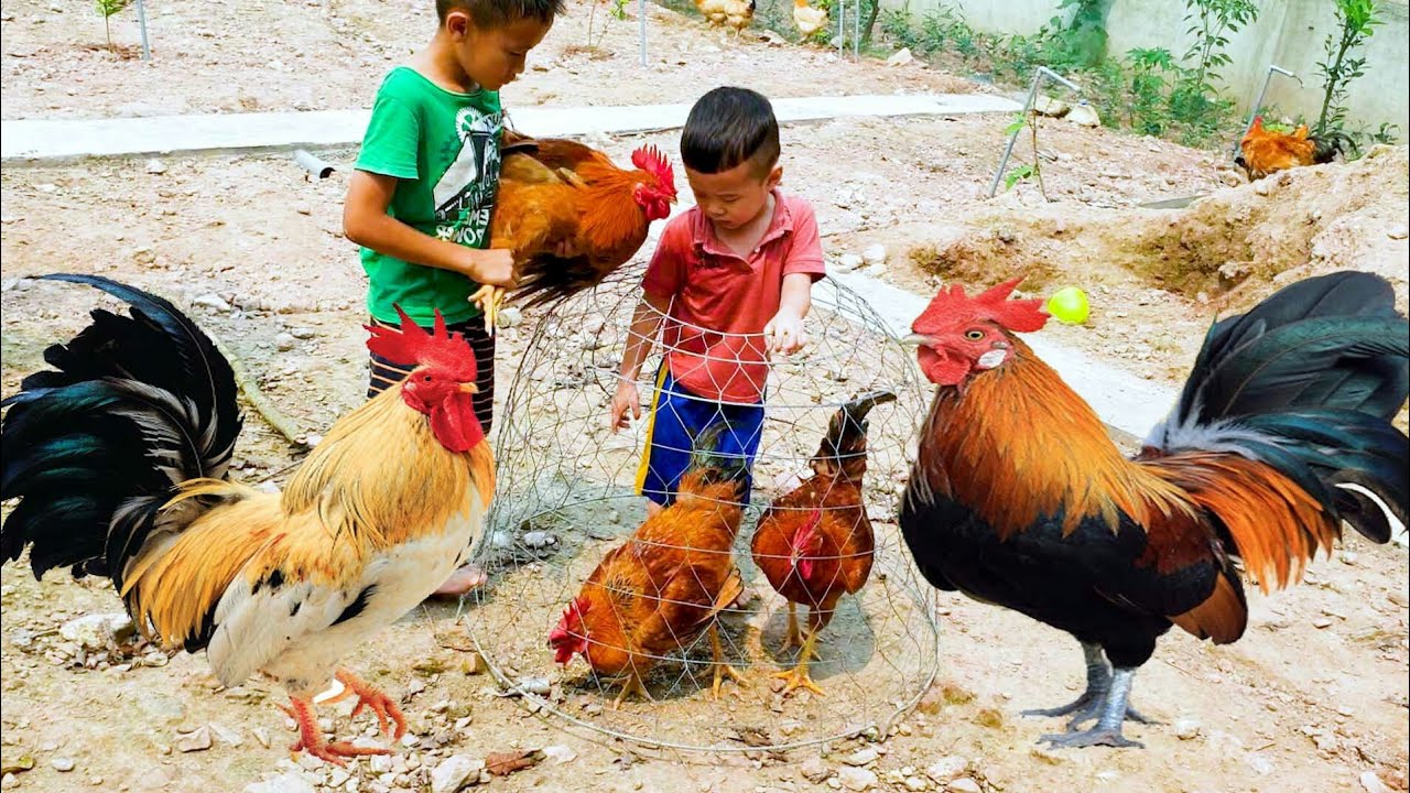 con gà – bài hát con gà – lk nhạc con gà – tôm đi bắt gà-Con Gà – Bài Hát Con Gà – LK Nhạc Thiếu Nhi Tôm Đi Bắt Gà Hay Nhất