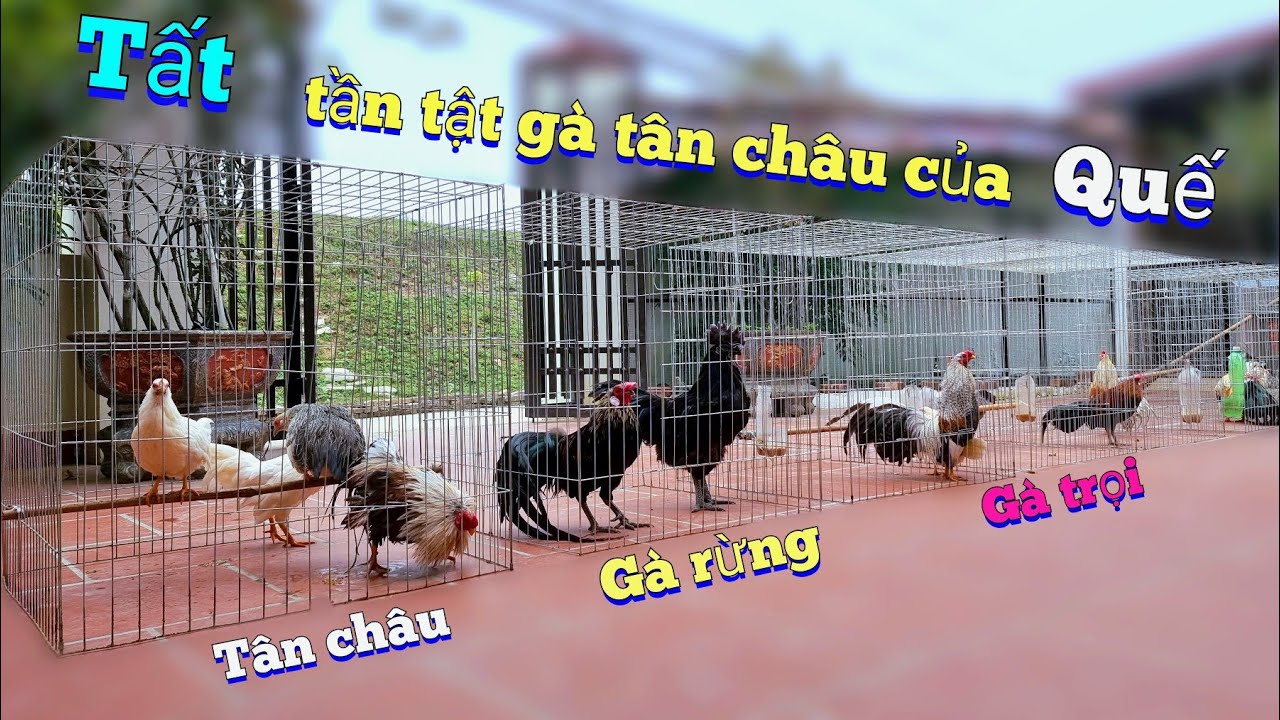 Tổng Hợp Toàn Bộ Số Lượng Gà Của Quế Có Bao Nhiêu Con Mang Hết Ra Sân Phơi Nắng / Quế Nghịch-Tổng Hợp Số Lượng Gà Của Quế: Mang Hết Ra Sân Phơi Nắng | Quế Nghịch