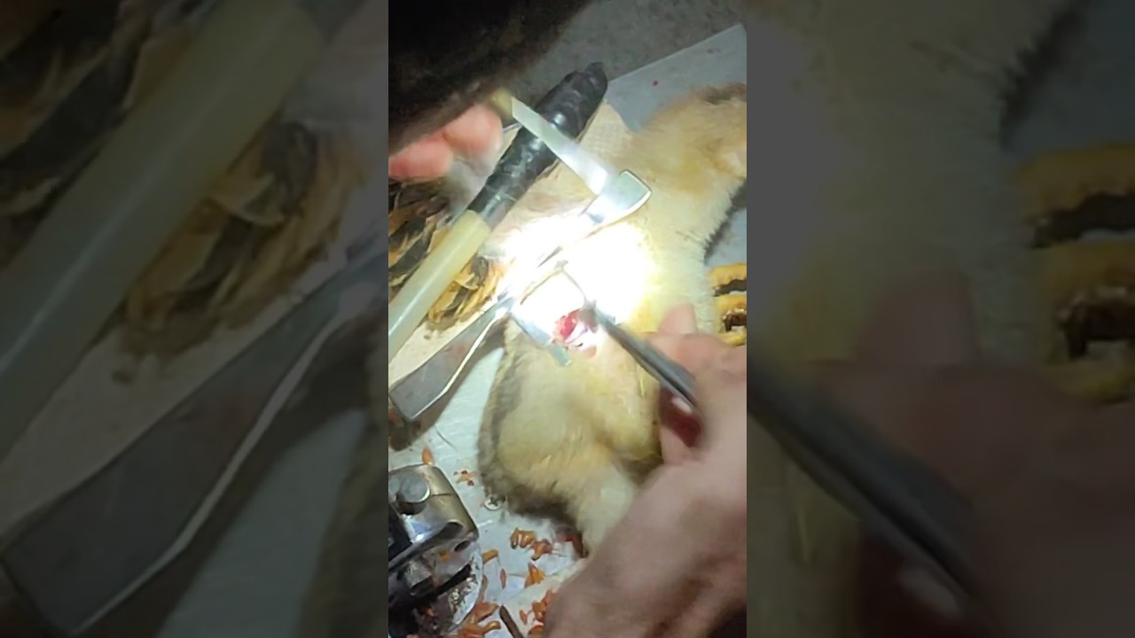 Kỹ thuật nuôi gà nhanh lớn #shortsfeed #shots #farming-Bí quyết nuôi gà nhanh lớn: Kỹ thuật vỗ béo hiệu quả #shorts