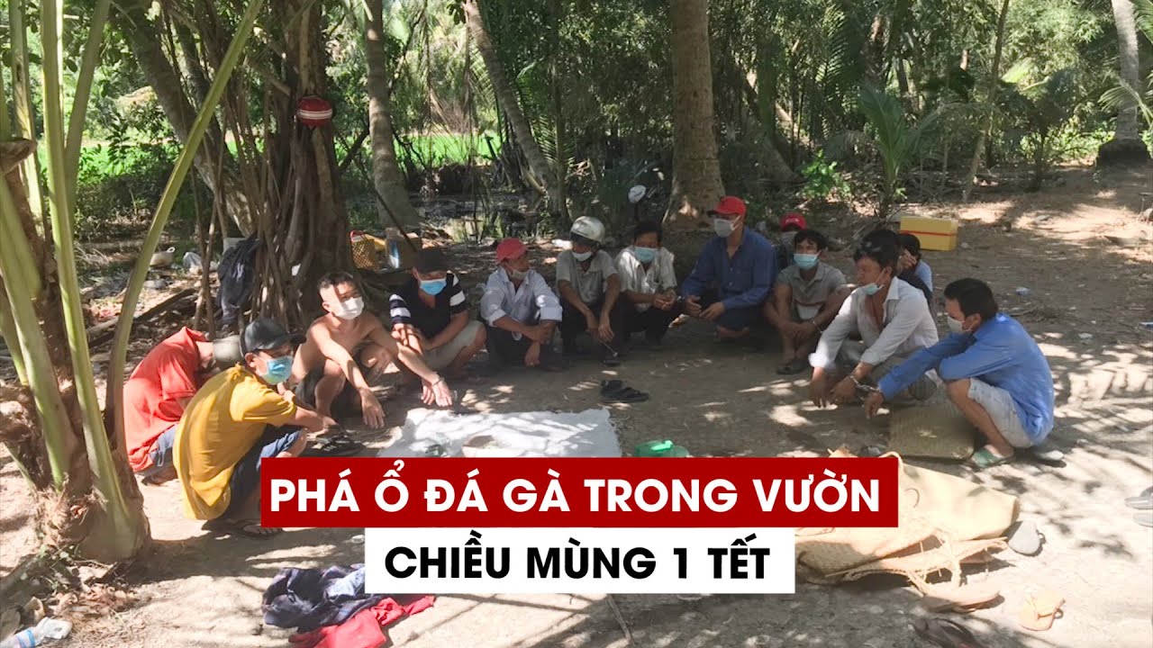 Phá ổ đá gà cờ bạc trong vườn ngay chiều mùng 1 tết-Triệt phá ổ đá gà ăn tiền trong vườn nhà chiều mùng 1 Tết