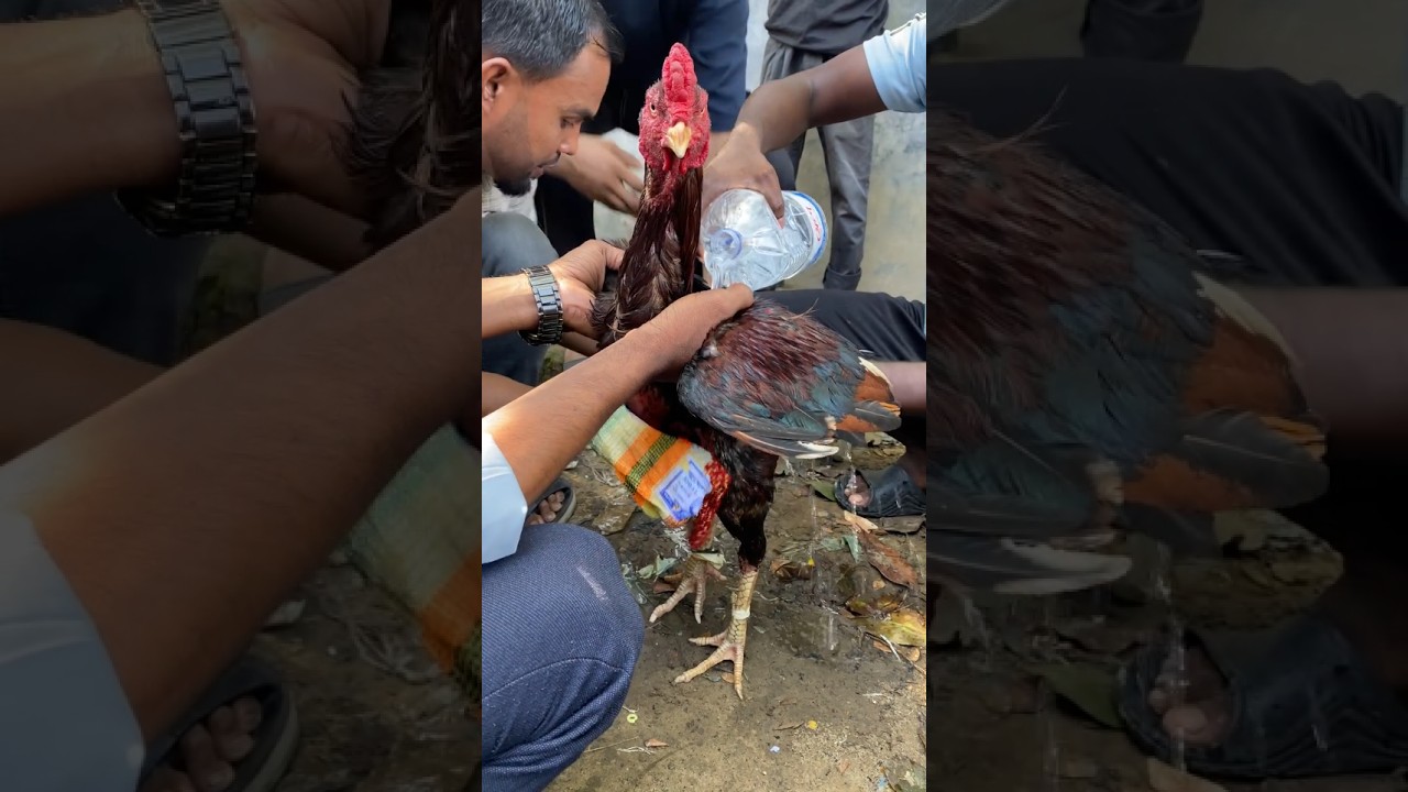Gà Aseel tắm mát cực phê #aseel #shorts #viral