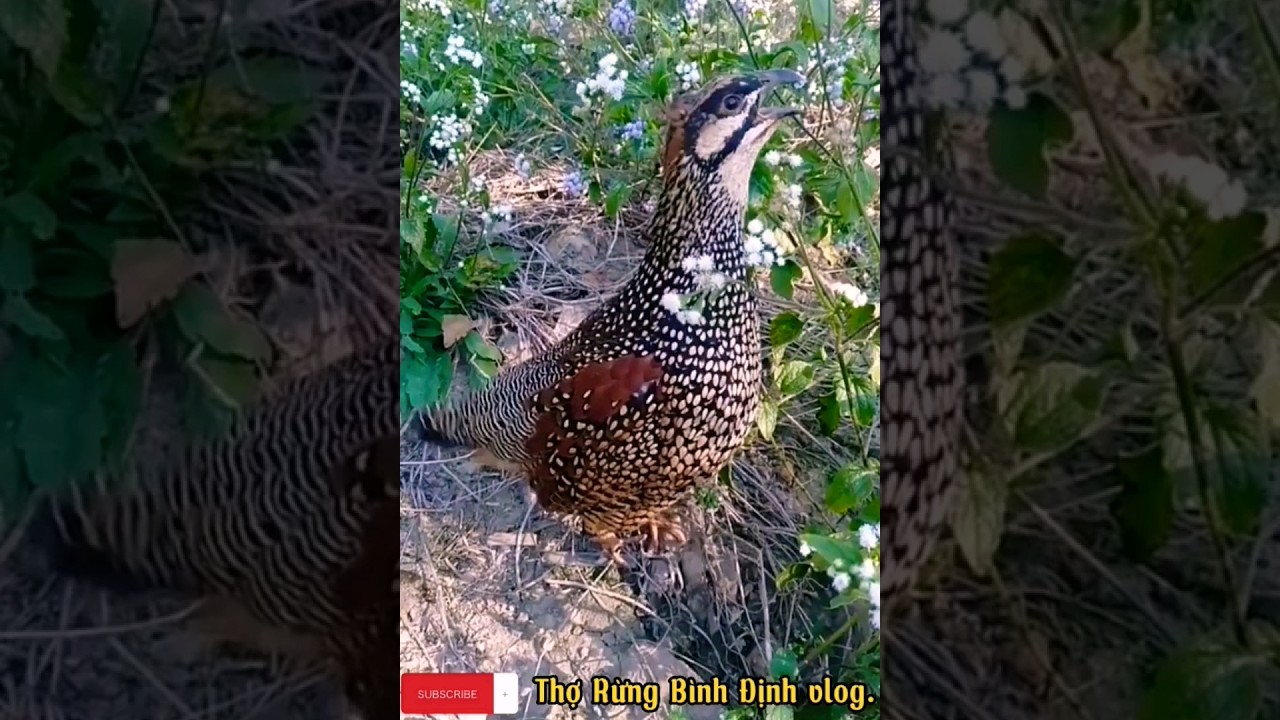 Chim đa đa mồi víp thả tự do vẫn hót ào ào mới nhất.-Chim Đa Đa Mồi Víp Thả Tự Do Hót Căng Mới Nhất 2024