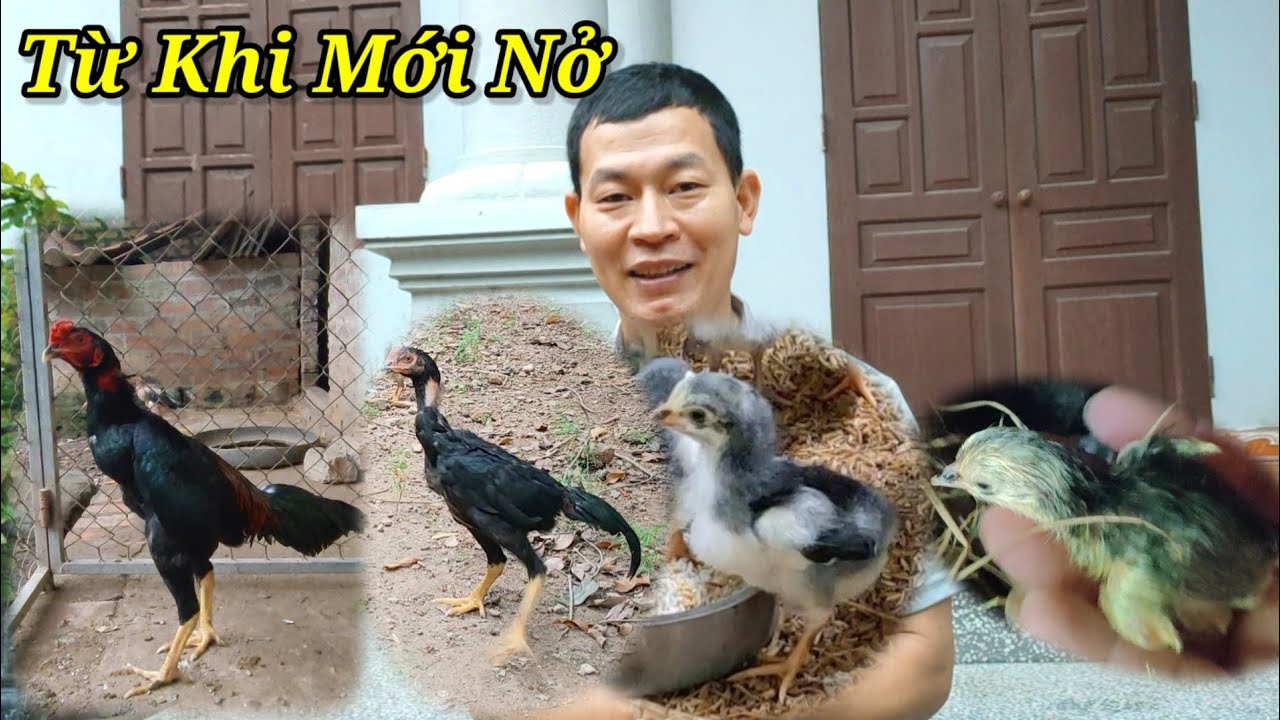 Nuôi Những Chú Gà Từ Trong Trứng Đến Trưởng Thành-Cách Nuôi Gà Từ Trứng Đến Trưởng Thành: Hướng Dẫn Chi Tiết A-Z