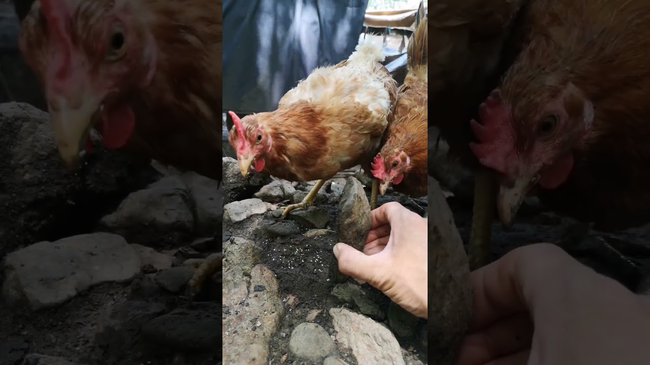 Nguồn gốc từ “đấu kê” (đá gà) có phải từ đây không?