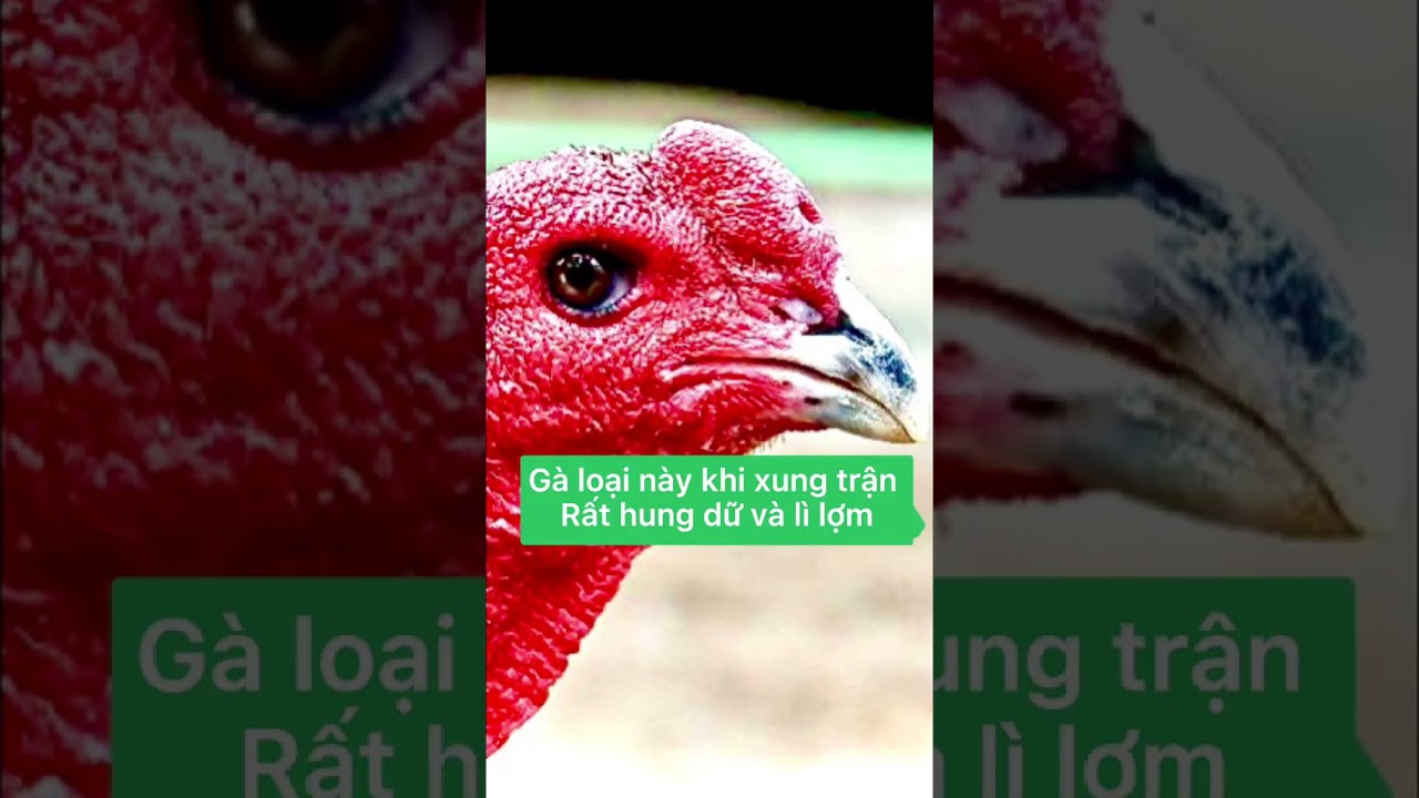 Cách xem tướng mắt gà chọi hay-Cách Xem Tướng Mắt Gà Chọi Lì Lợm, Hiểm Hóc & Tướng Kê Sát Thủ