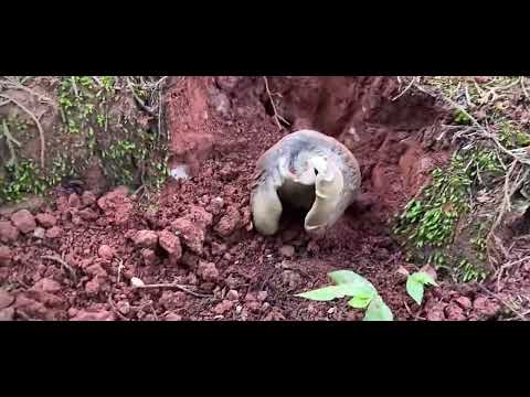 Cách đào nấm mối tự nhiên cực hay: Khám phá nấm mối đội đất!