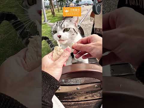 Mèo phê tít mắt với Snắc ức gà đông khô Dog Cat Star | 汪喵星球