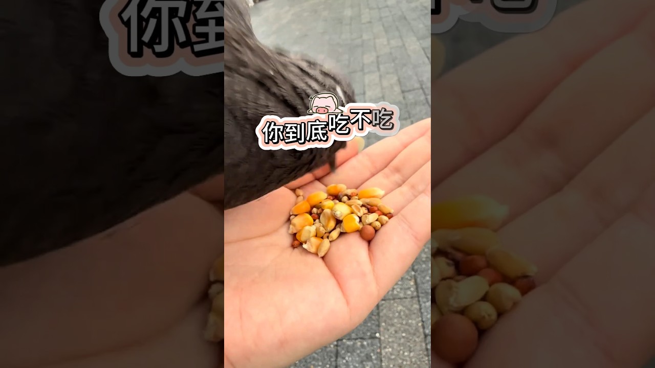 Bạn có ăn không? Chú gà điêu với đôi mắt lác cực hài hước | Funny Chick