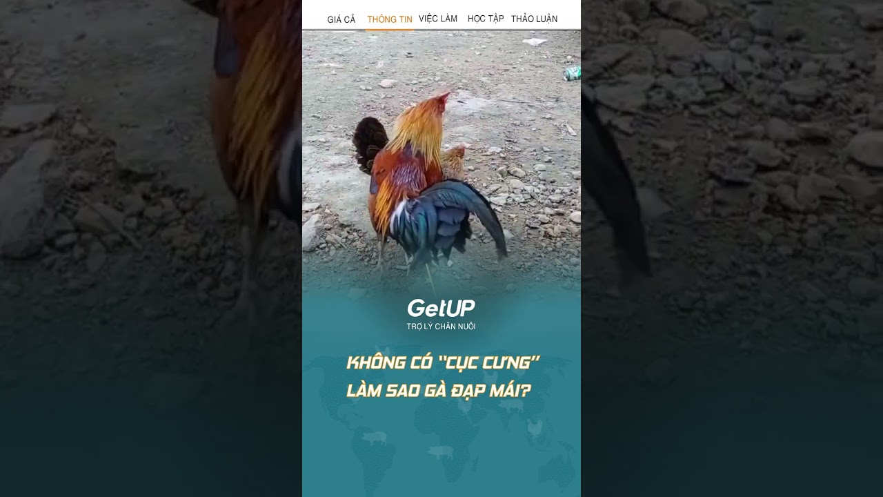 Gà đạp mái (thụ tinh) như thế nào #shorts #chănnuôi #channuoiga #trung #trolygetup #gathutinhthenao-Cách gà đạp mái và thụ tinh như thế nào? #shorts