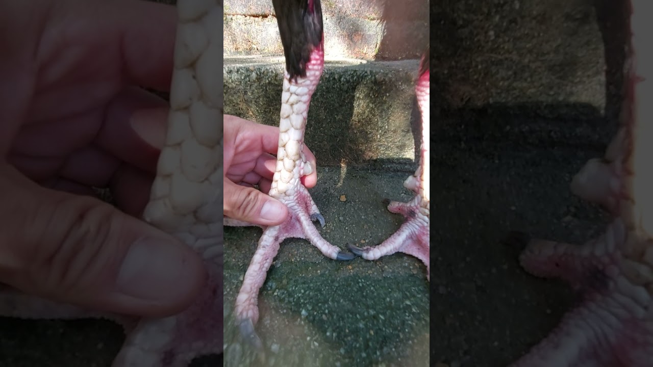đón ra lối đá của gà bằng cách nhìn cặp chân , bản vảy của gà .-Cách Xem Vảy Gà, Cặp Chân Đoán Lối Đá Chính Xác Nhất
